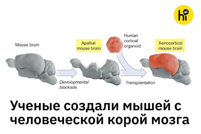 Ученые создали мышей с человеческой корой головного мозгаАмериканские нейробиол…